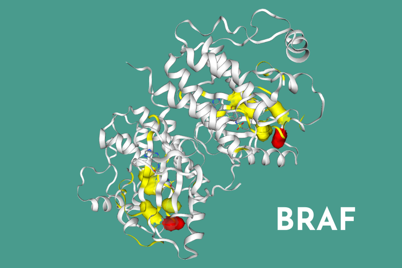 BRAF 3D Structure