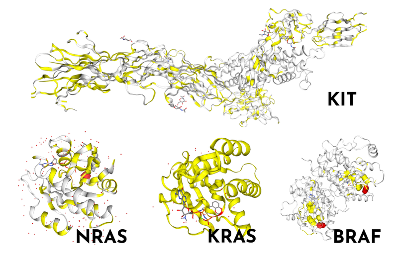 Protein structures for KIT, NRAS, KRAS AND BRAF taken from Cosmic 3D.png