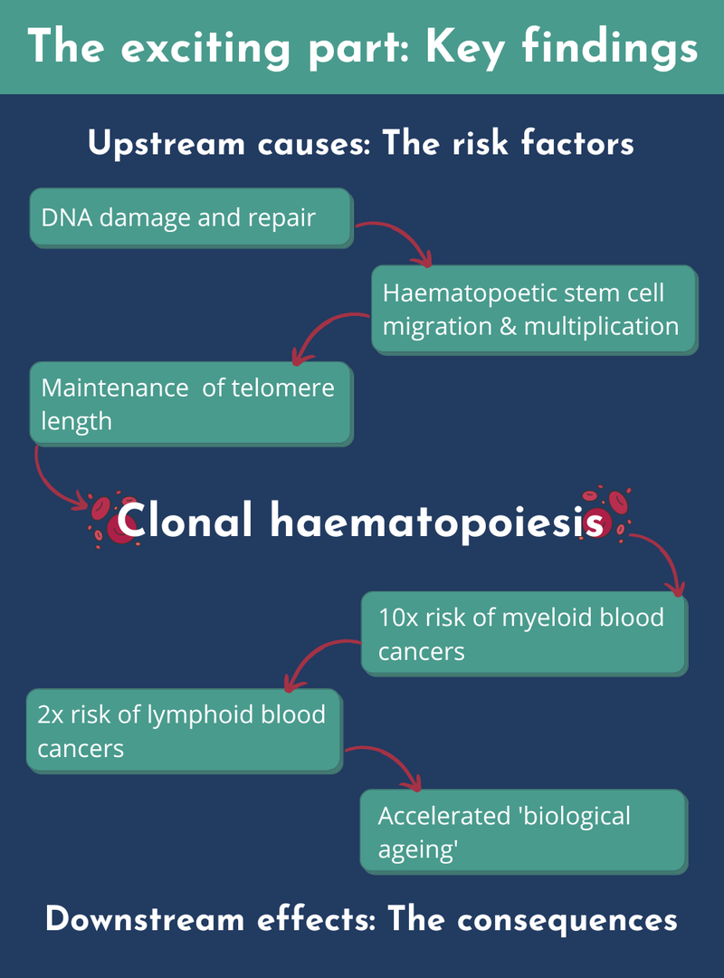 A graphic summarising the upstream causes and downstream consequences of clonal haematopoiesis