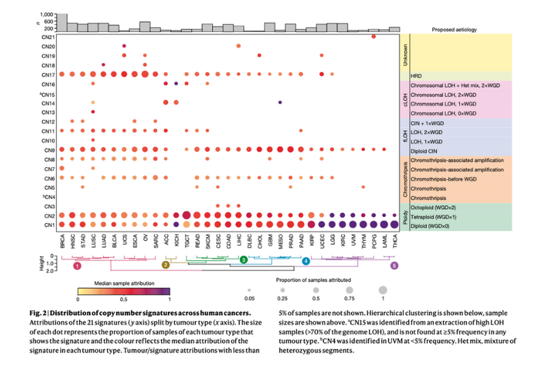 Distribution of copy number signatures across human cancers.