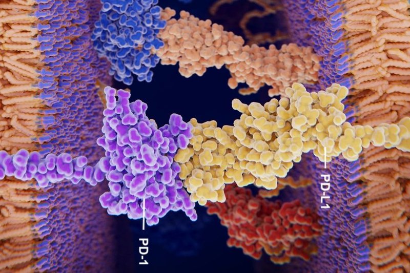 PDL1 and PD1 molecules interacting on surface of cells. PD1 is purple and PDL-1 is yellow.