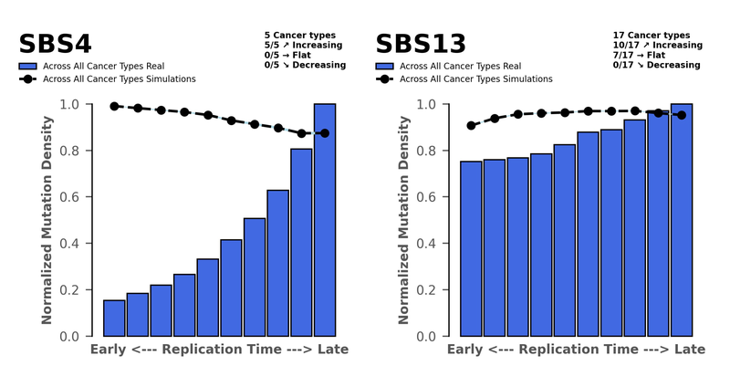 Normalized mutation density against replication time graphs