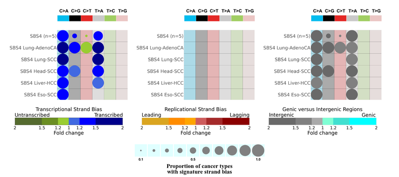 SBS4_Strand_Asymmetry