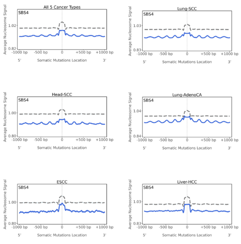 Average nucleosome signal graphs