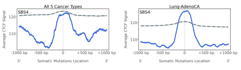 Average CTCF signal