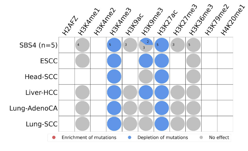 Histone modification chart