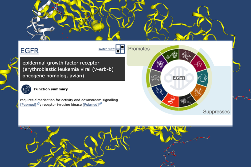 EFGR hallmarks and protein structure view.png