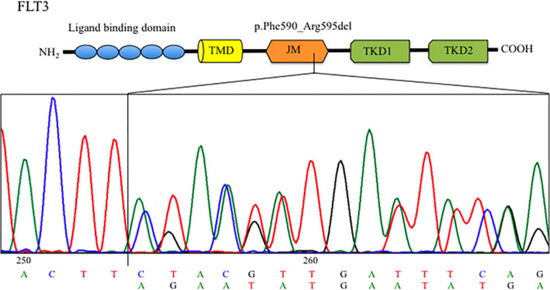 A sanger sequencing chromatogram which shows the FLT3 deletion within the juxtamembrane domain identified in the bone marrow at diagnosis. Above the chromatogram is a diagram showing the location of the transmembrane, juxtamembrane and tyrosine kinase domains within the gene.